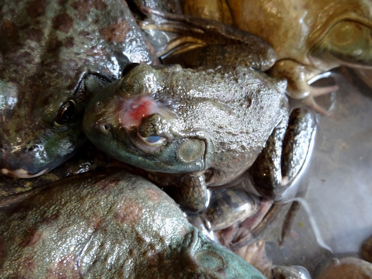 Bullfrog pathogens