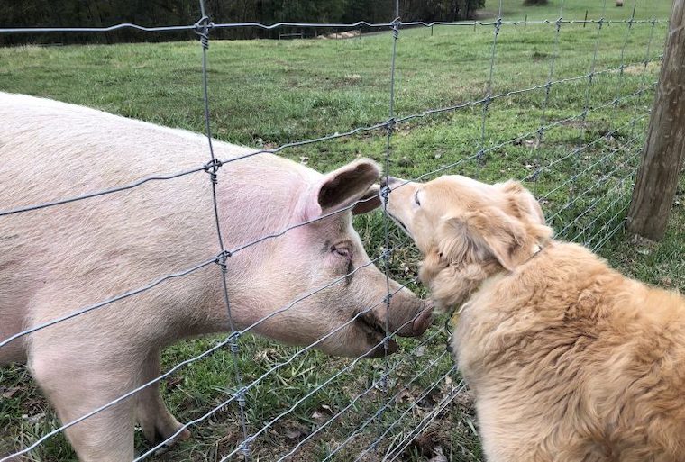 Pig and Dog