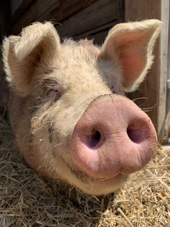 Pig Petals