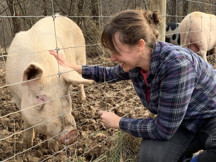 Pig Hank