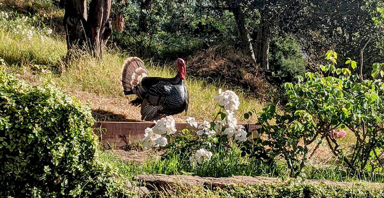 Turkey Gerald