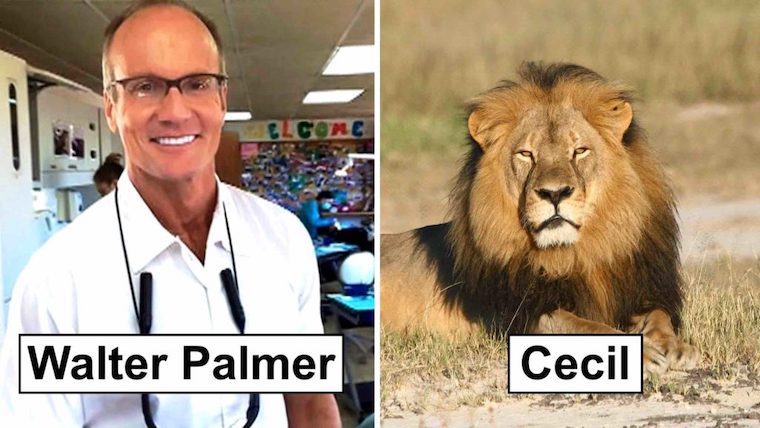 Murdered Lion Cecile