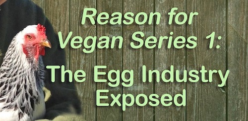egg industry