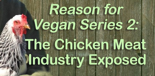 chicken meat
