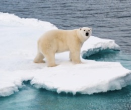 Polar Bear