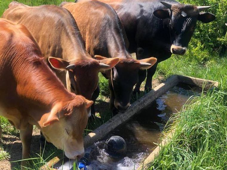 rescued Cows