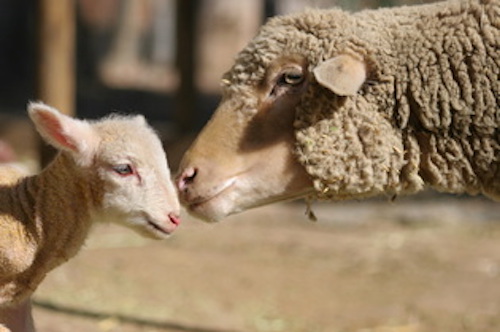 Sheep and Lamb