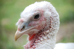 Turkey Amelia
