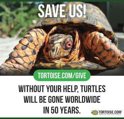 Tortoise Ad