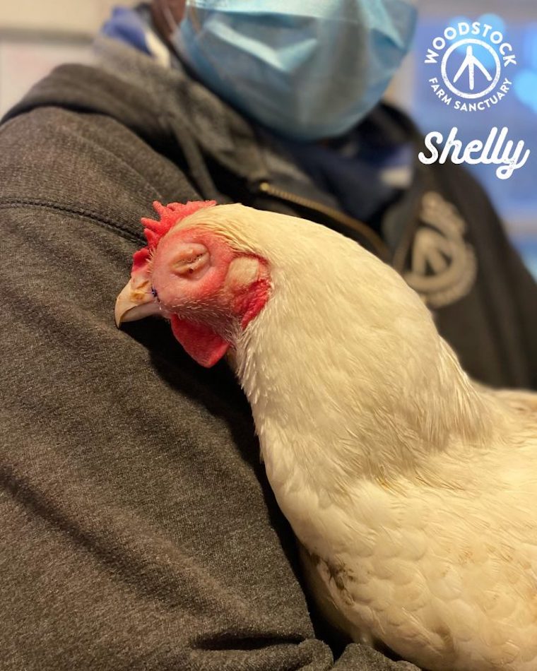 Chicken Shelly