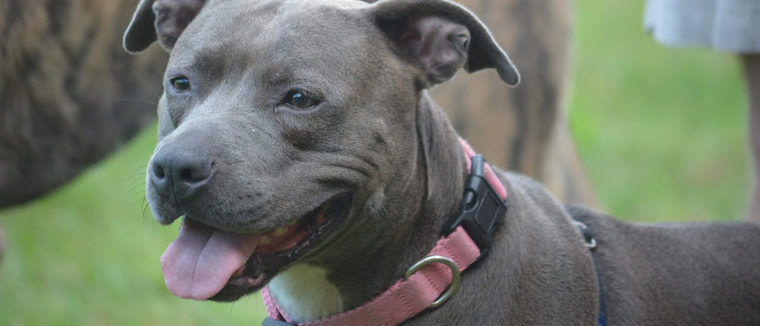 Pitbull