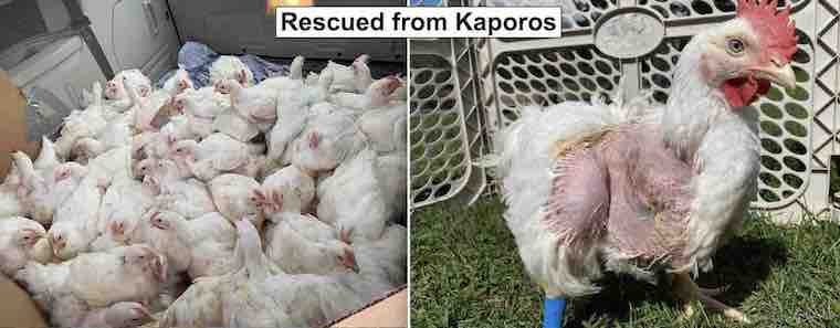 Kaporos victims