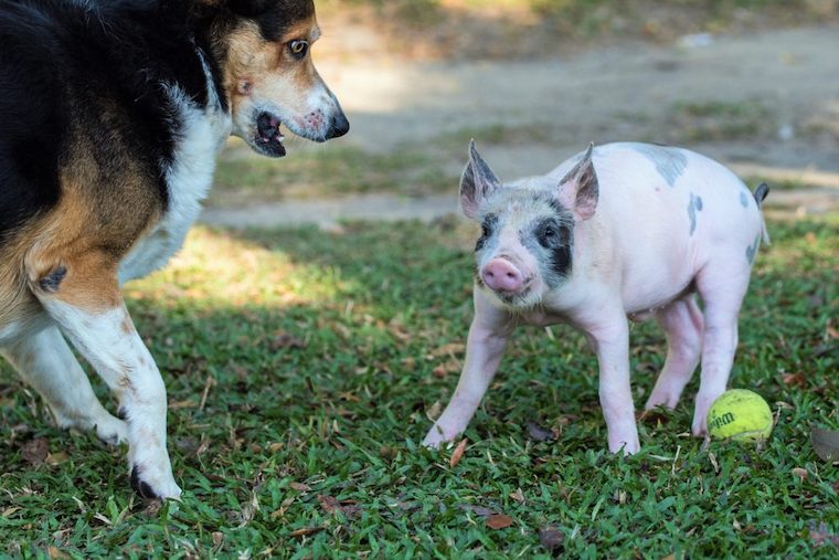 Dog and Pig