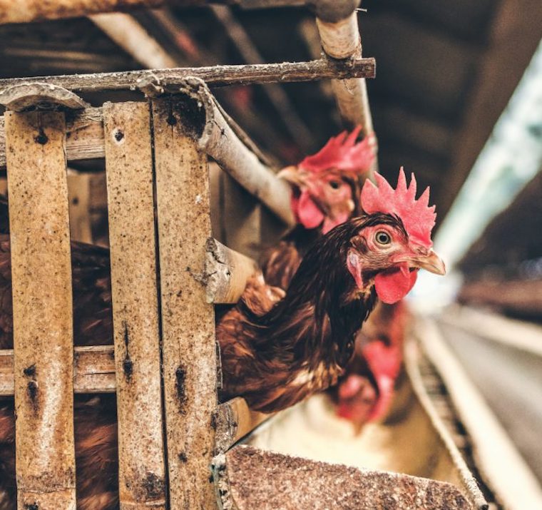 caged Hens