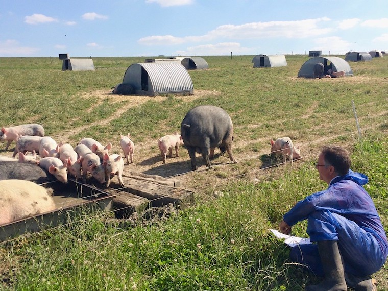 free range Pigs