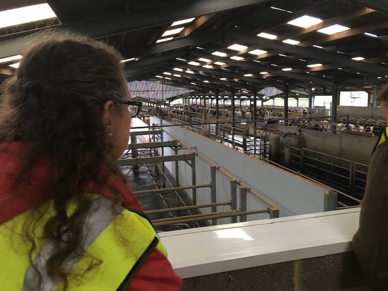 warehoused Pigs