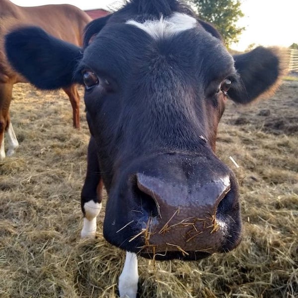 Cow Helen