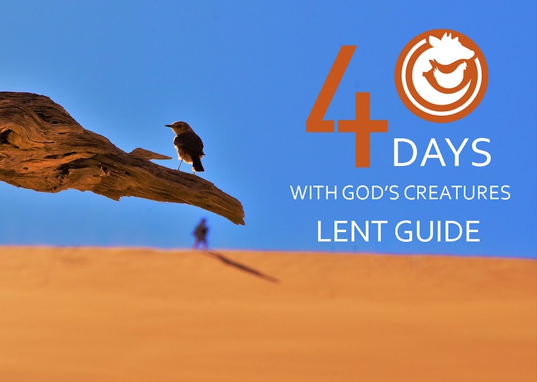 Lent guide for animals