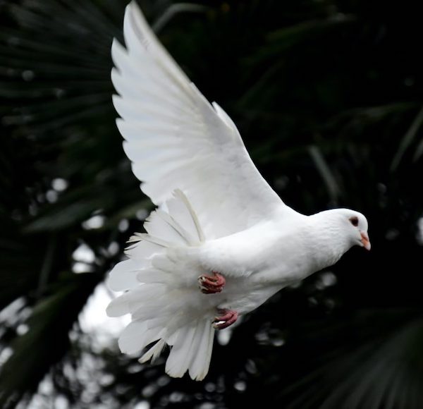 White Dove