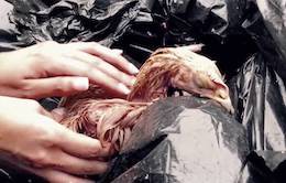 kaporos chick