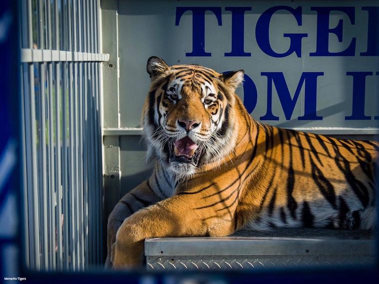 U of M Tiger