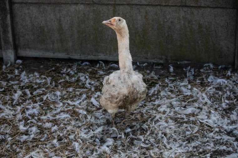 Goose defeathered