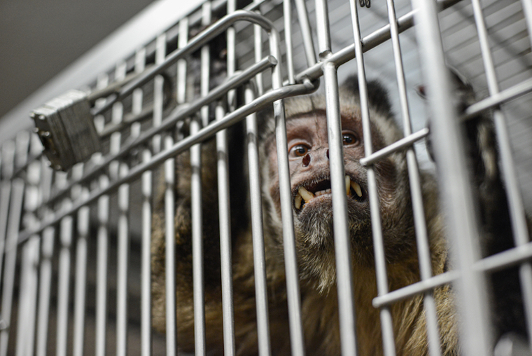Capuchin Monkey