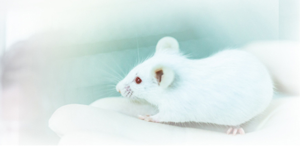 white Mouse