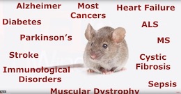 Mice experimentation