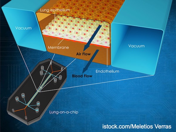 lung-on-a-chip