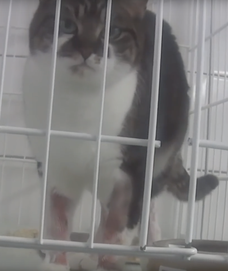 Cat's legs