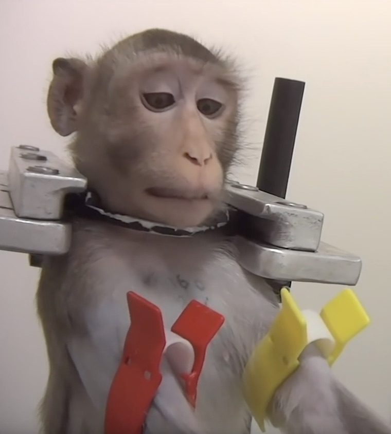 restrained Monkey