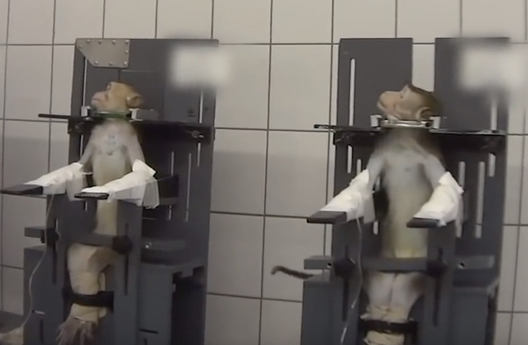 restrained Monkeys