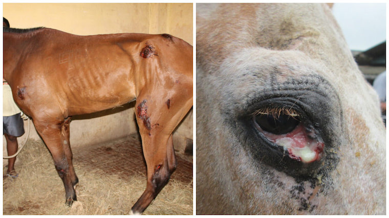 abused Horses