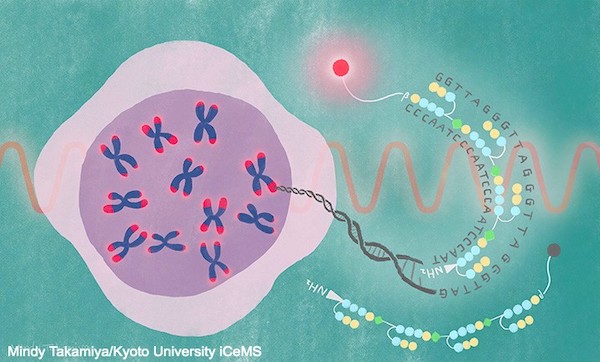 fluorescent compound