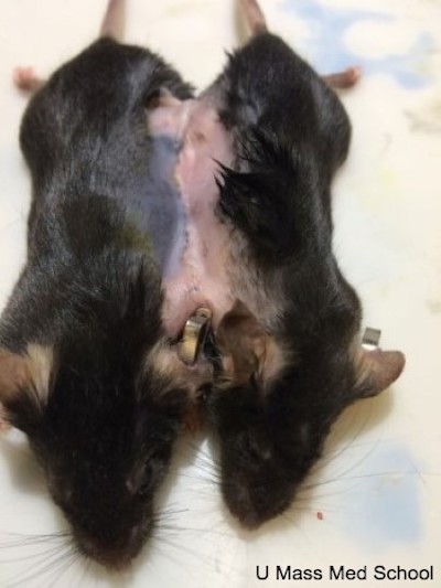 Mice sewn together