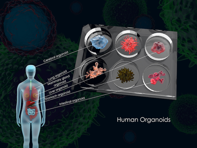 organoids