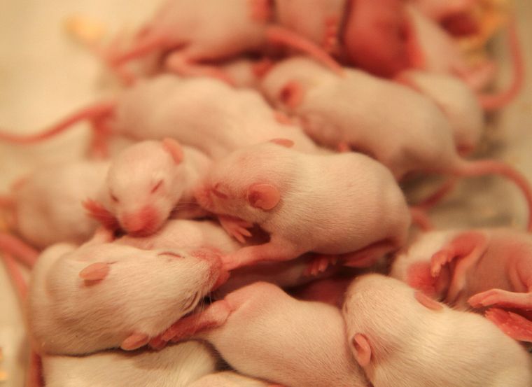 newborn mice