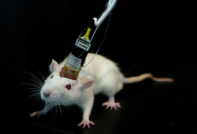 Rat brain electrode