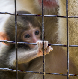 baby Monkey