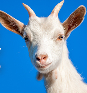 Goat