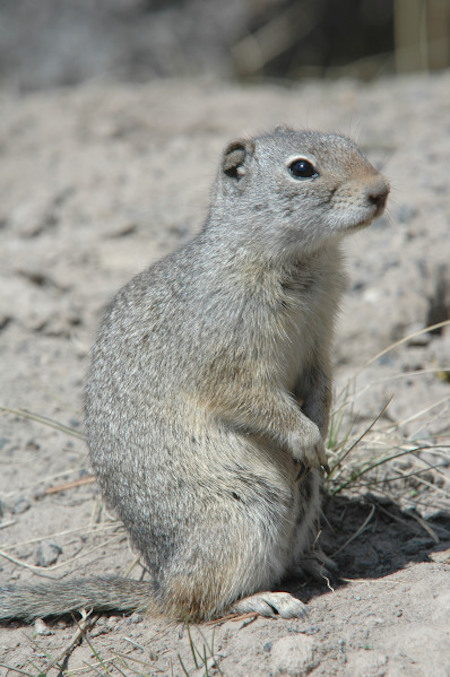 Ground Squirrel