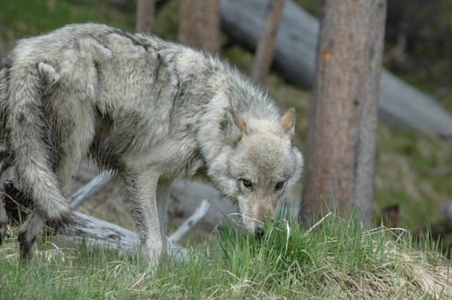 Wolf