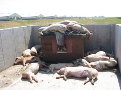 dead Pigs