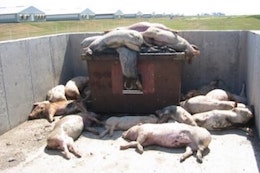 dead Pigs