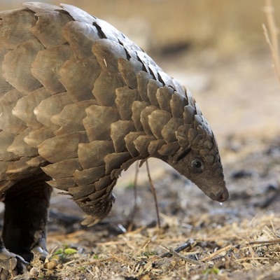 Pangolin