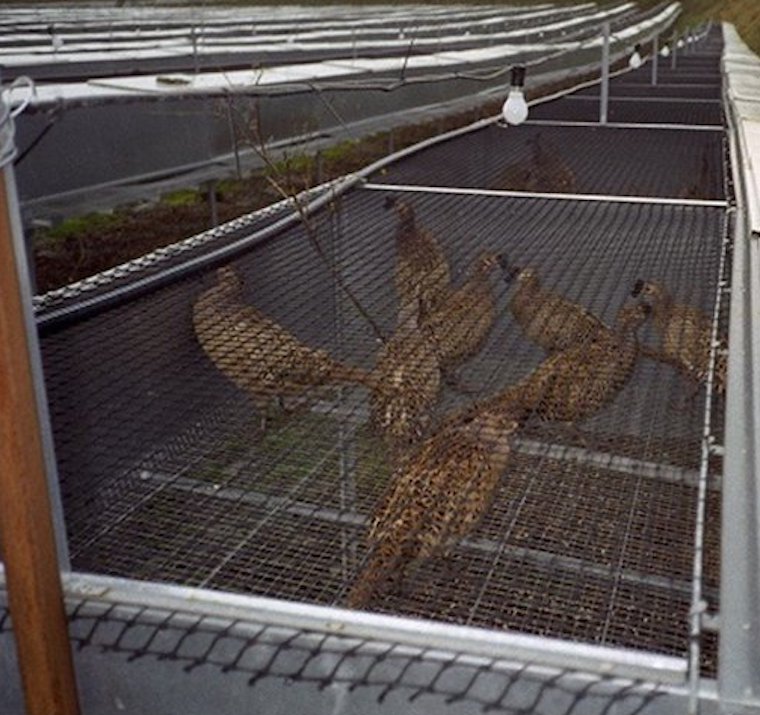 caged pheasants