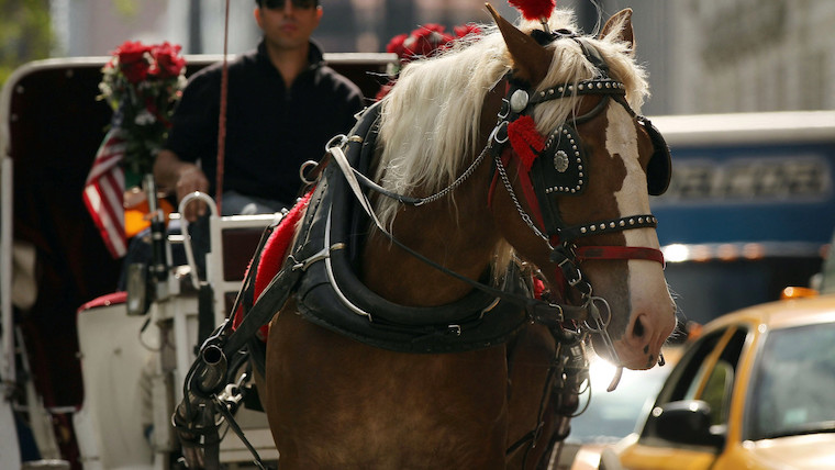 carriage Horse