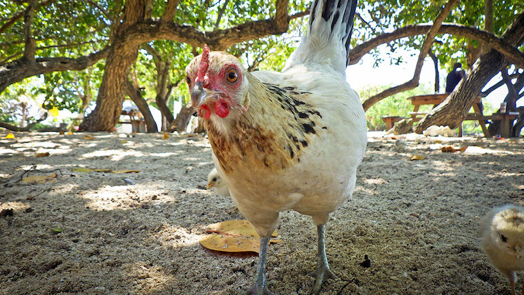 Chicken