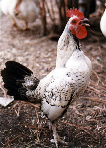 Bantu Crowing